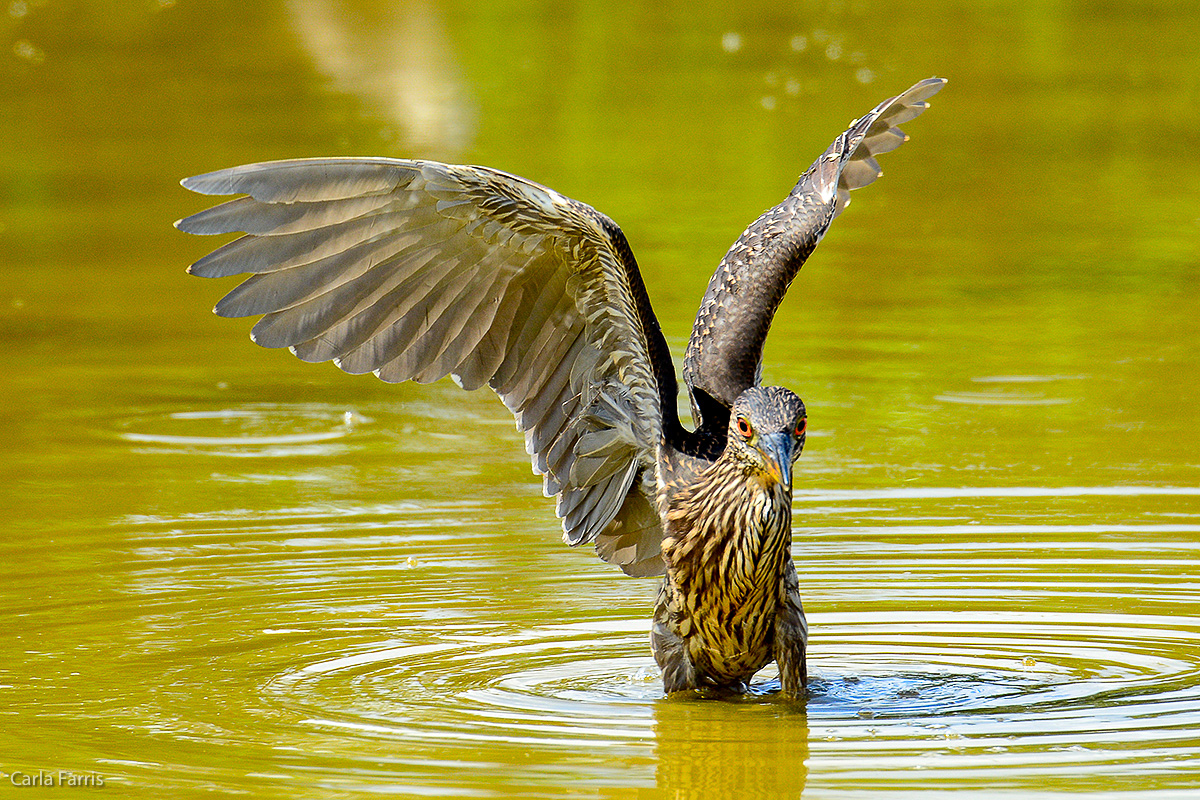 Black Crowned Night Heron