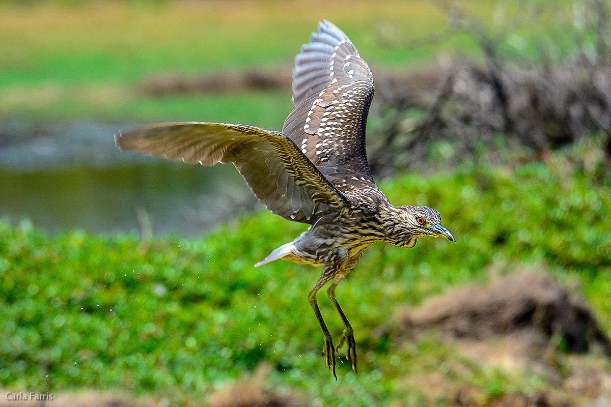 Black Crowned Night Heron