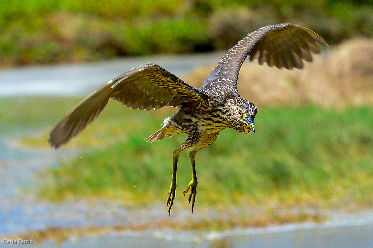 Black Crowned Night Heron