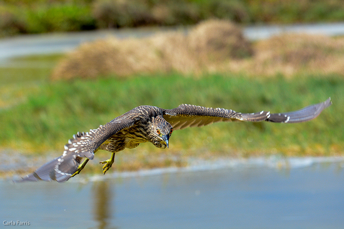 Black Crowned Night Heron