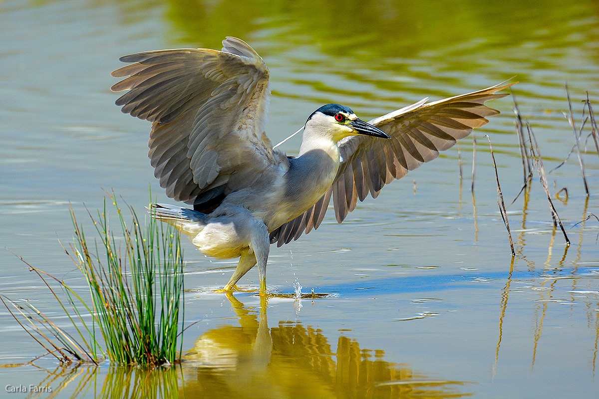 Black Crowned Night Heron