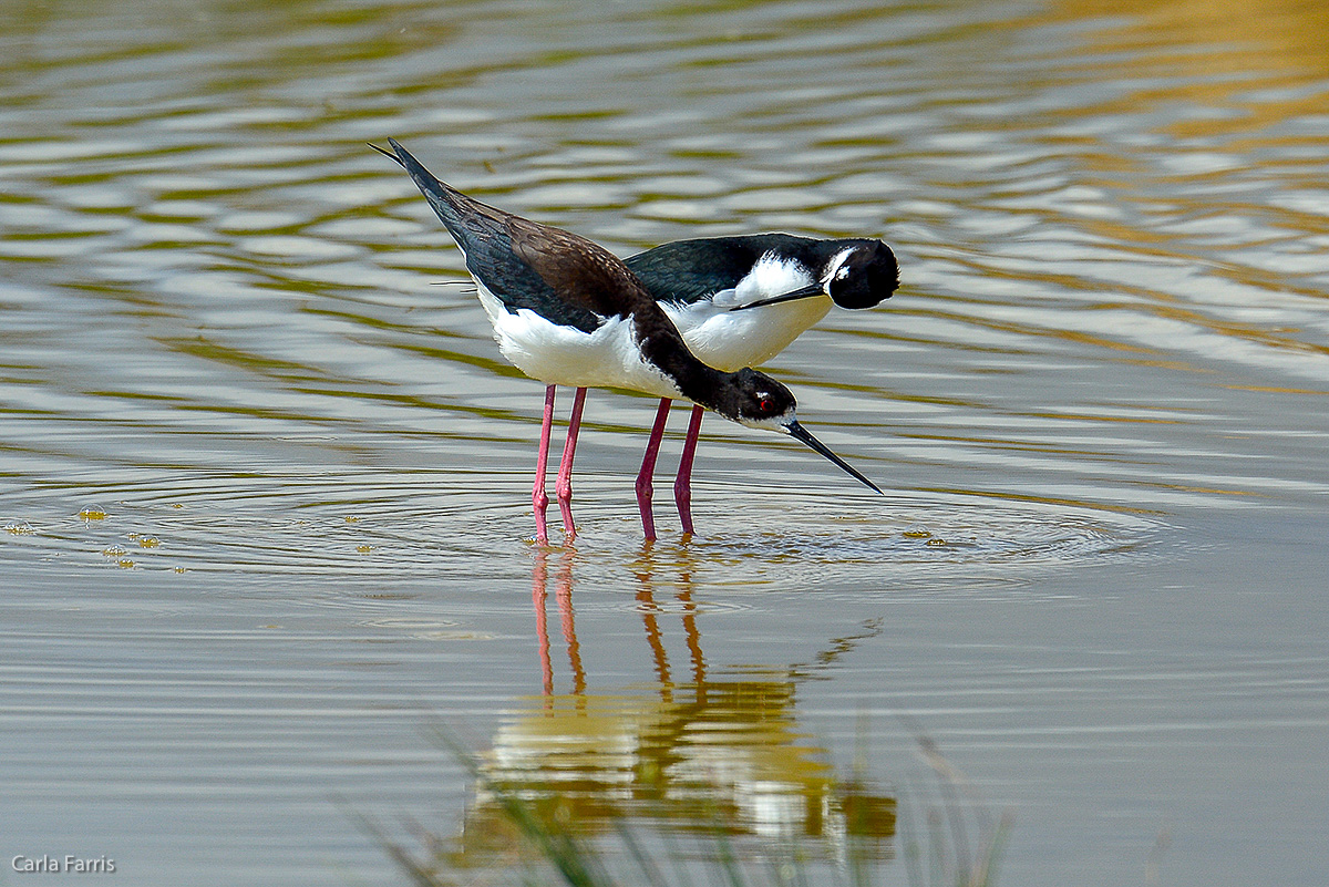 Hawaiian Stilt