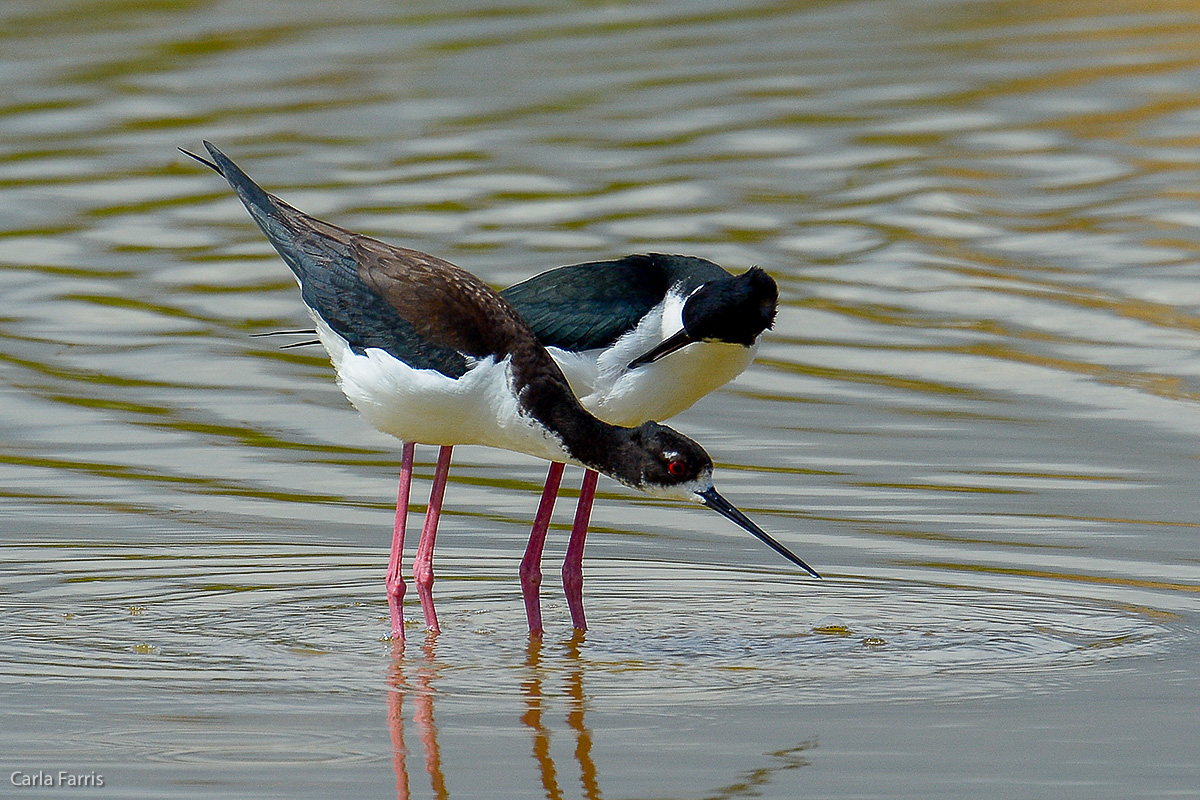 Hawaiian Stilt