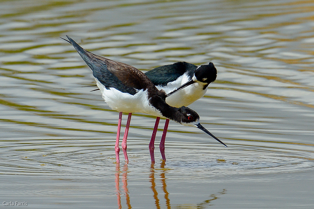 Hawaiian Stilt