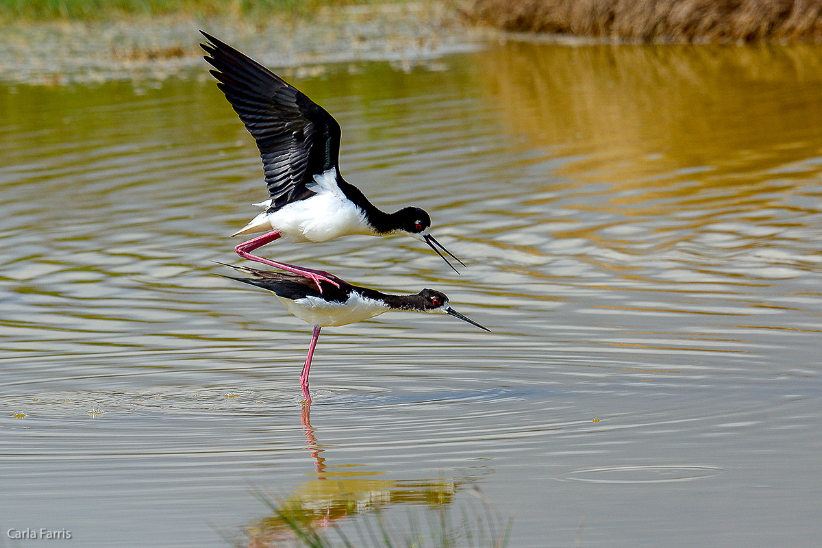 Hawaiian Stilt