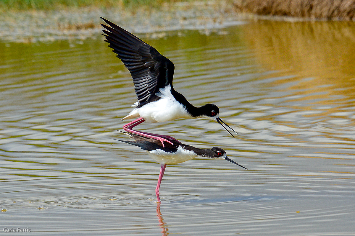 Hawaiian Stilt