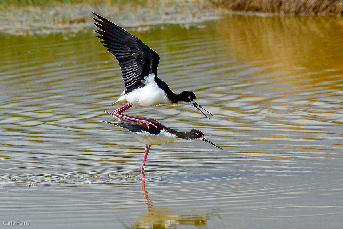 Hawaiian Stilt