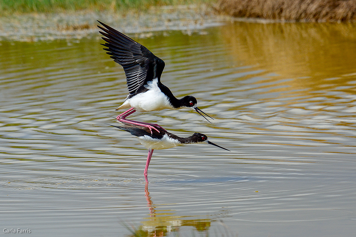 Hawaiian Stilt