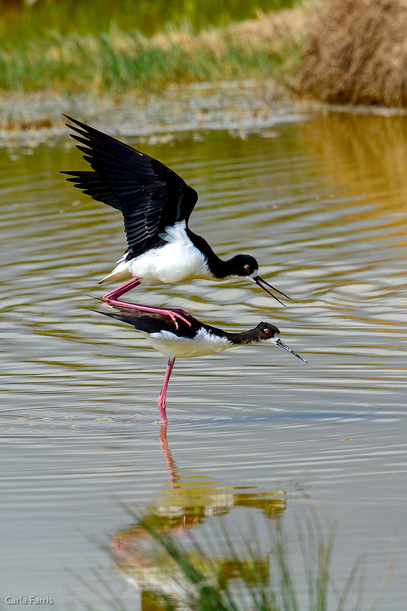 Hawaiian Stilt