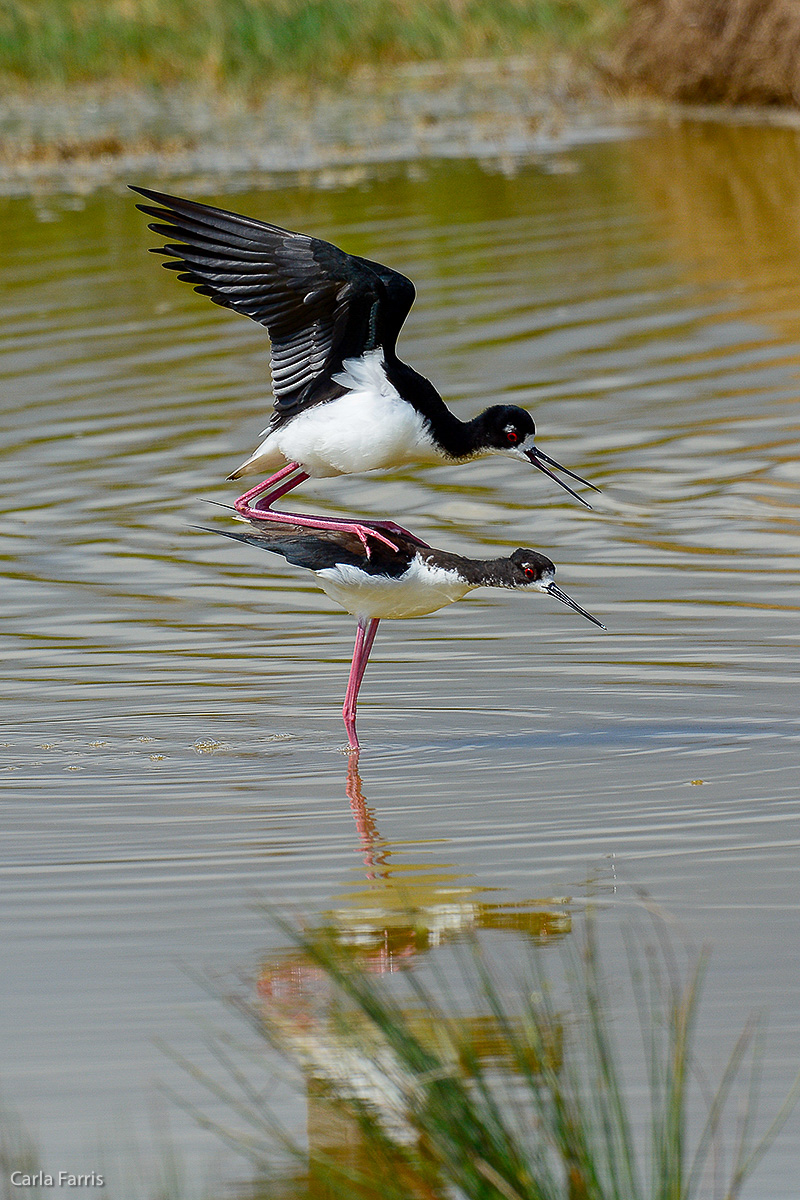 Hawaiian Stilt