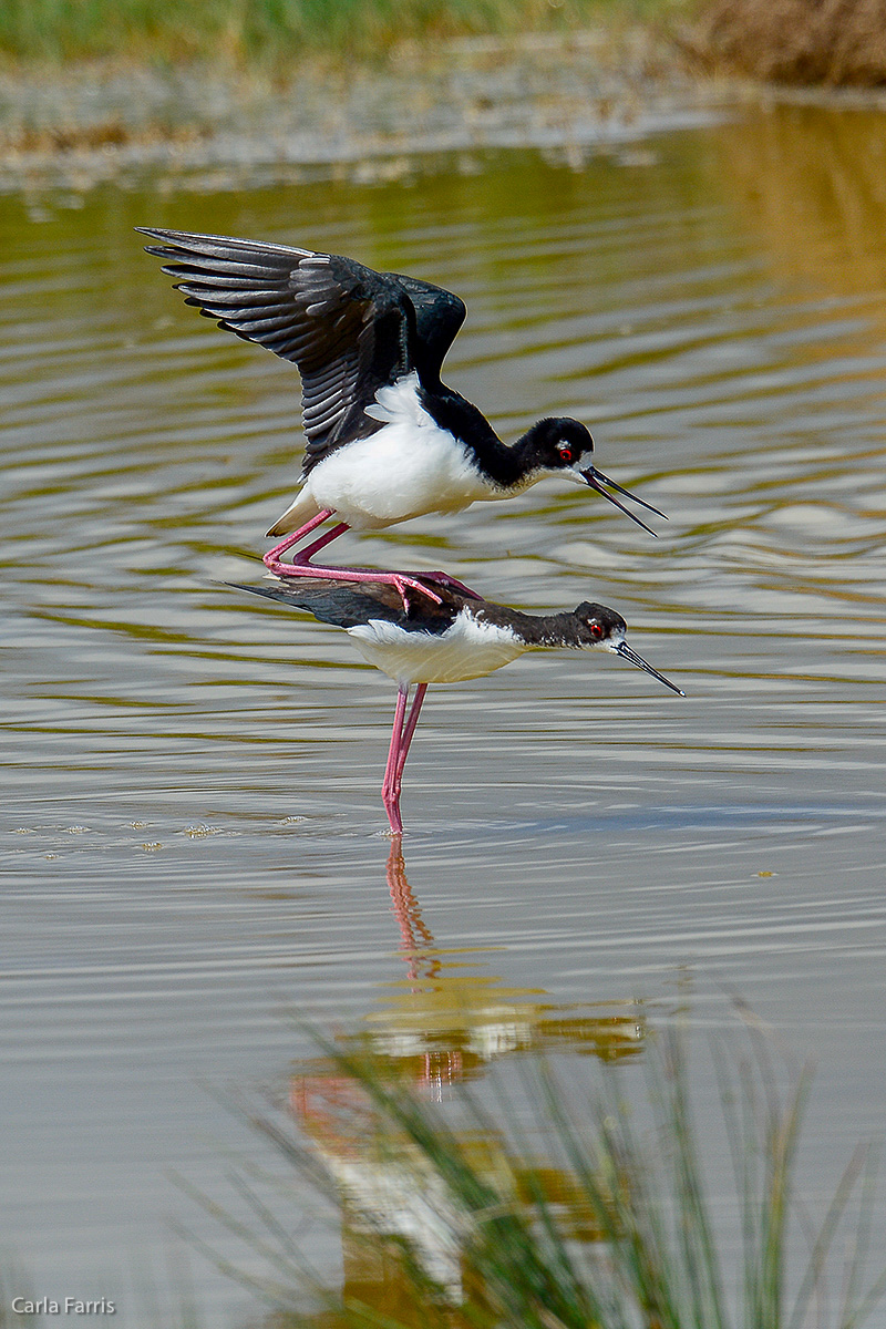 Hawaiian Stilt