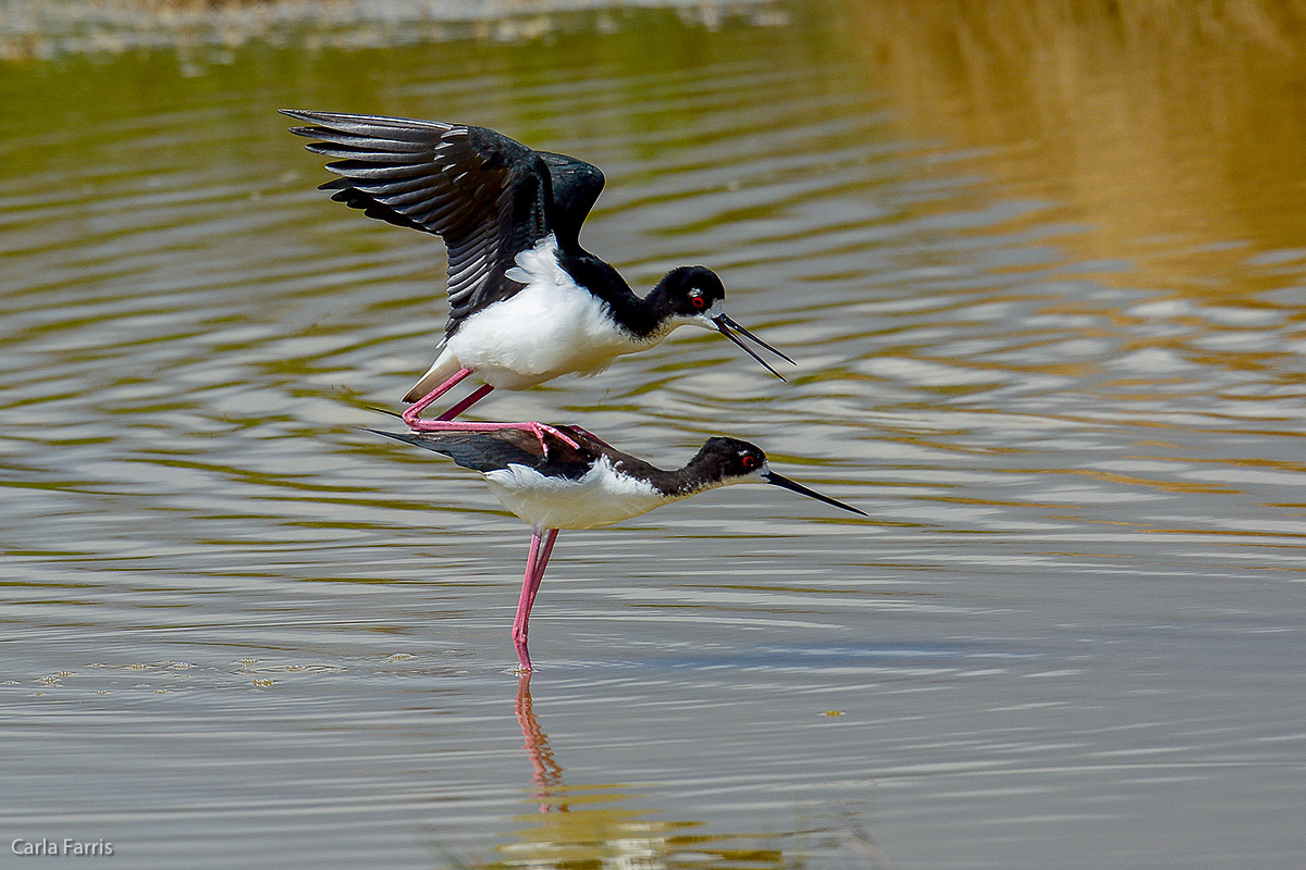 Hawaiian Stilt