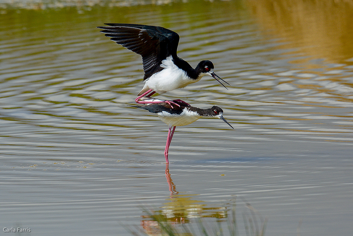 Hawaiian Stilt