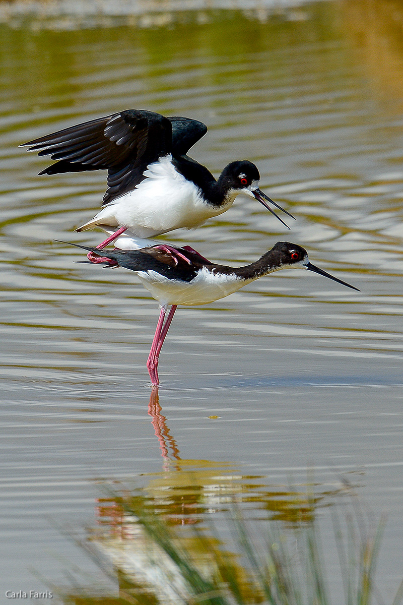 Hawaiian Stilt