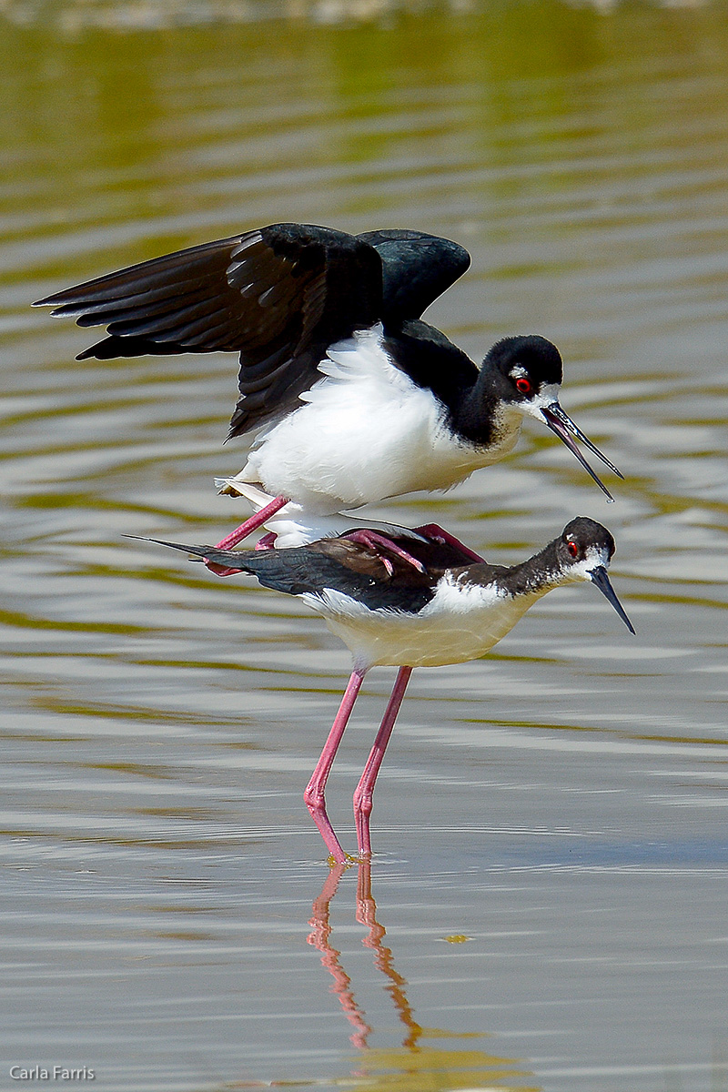 Hawaiian Stilt