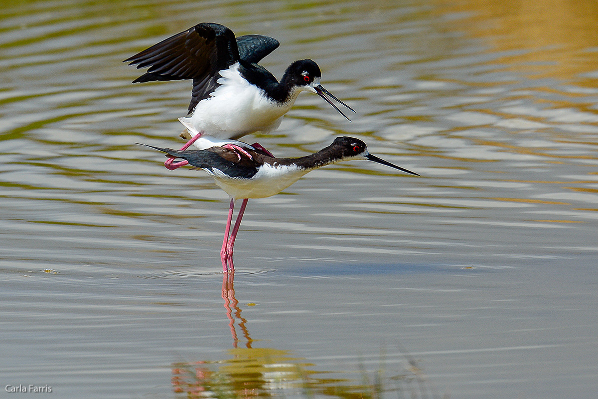 Hawaiian Stilt