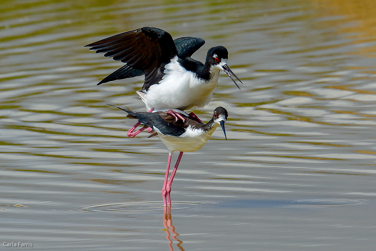 Hawaiian Stilt