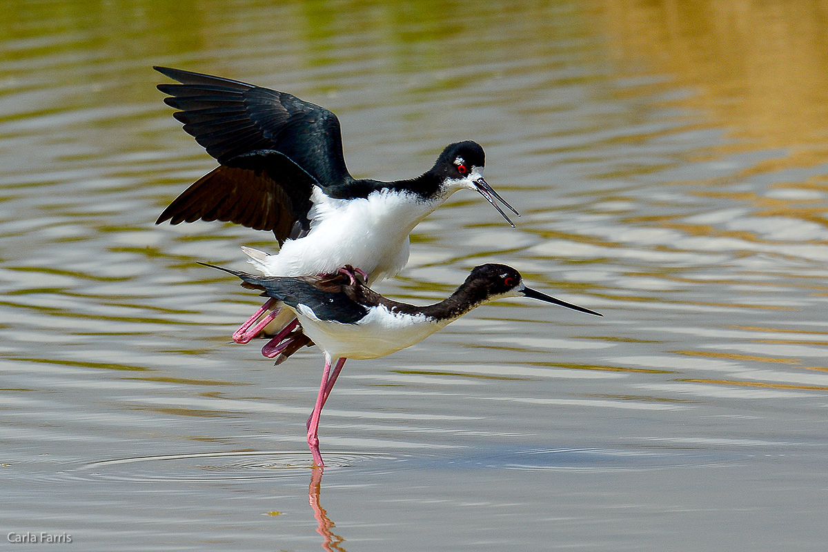 Hawaiian Stilt