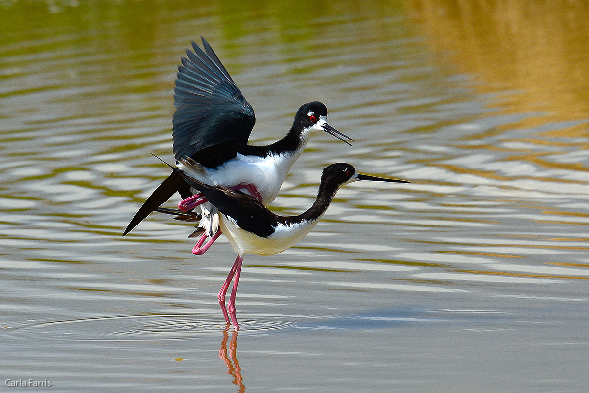 Hawaiian Stilt