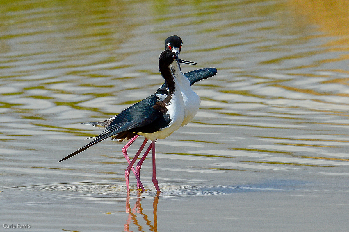 Hawaiian Stilt