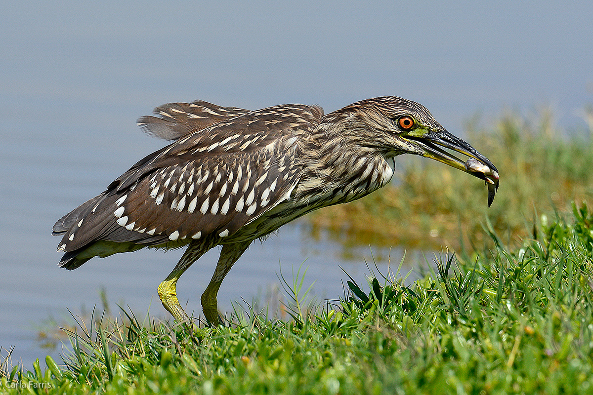 Black Crowned Night Heron - Juvenile