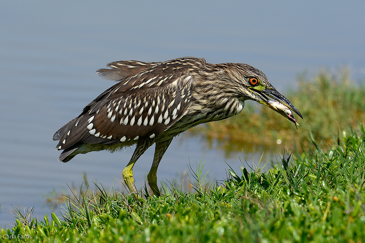 Black Crowned Night Heron - Juvenile