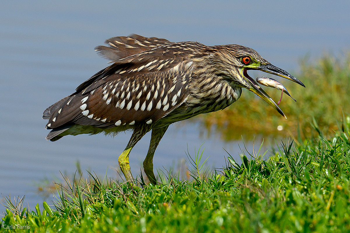 Black Crowned Night Heron - Juvenile