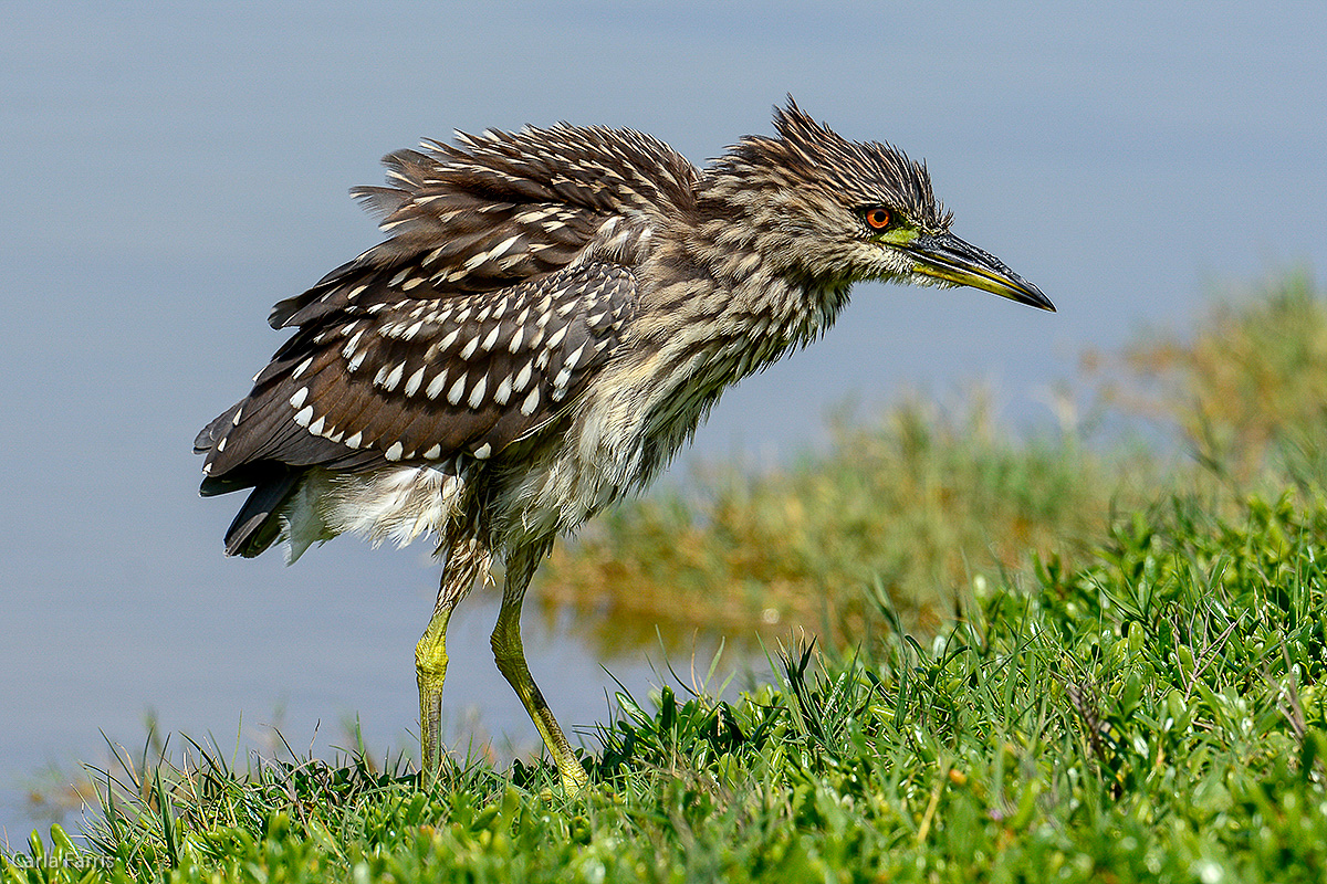 Black Crowned Night Heron - Juvenile