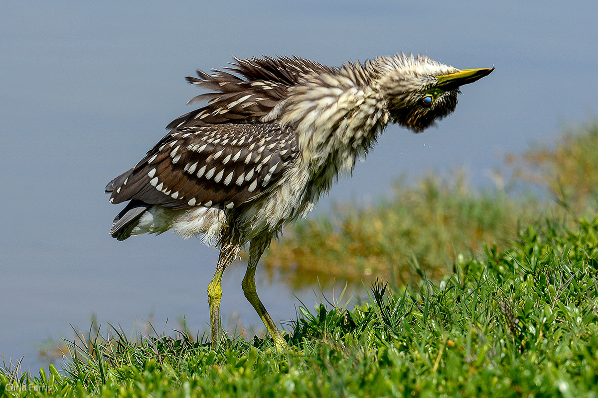 Black Crowned Night Heron - Juvenile