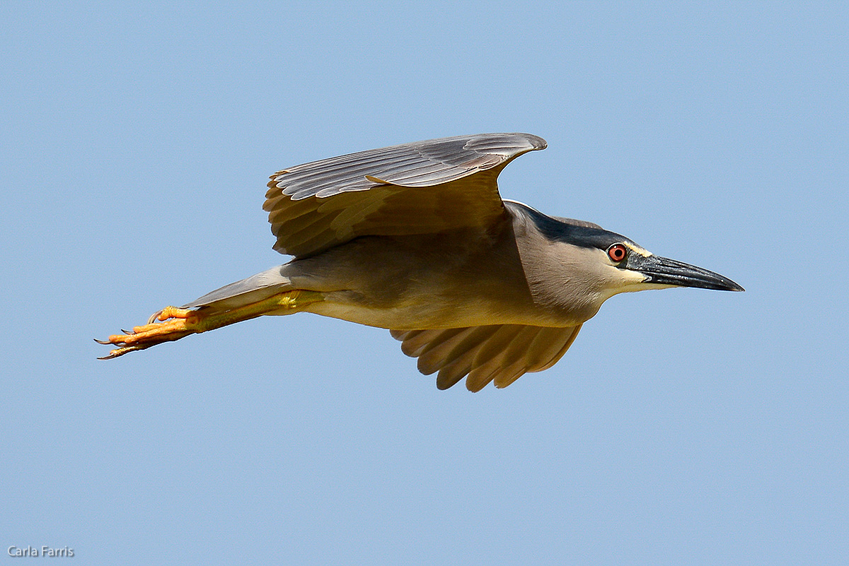 Black Crowned Night Heron