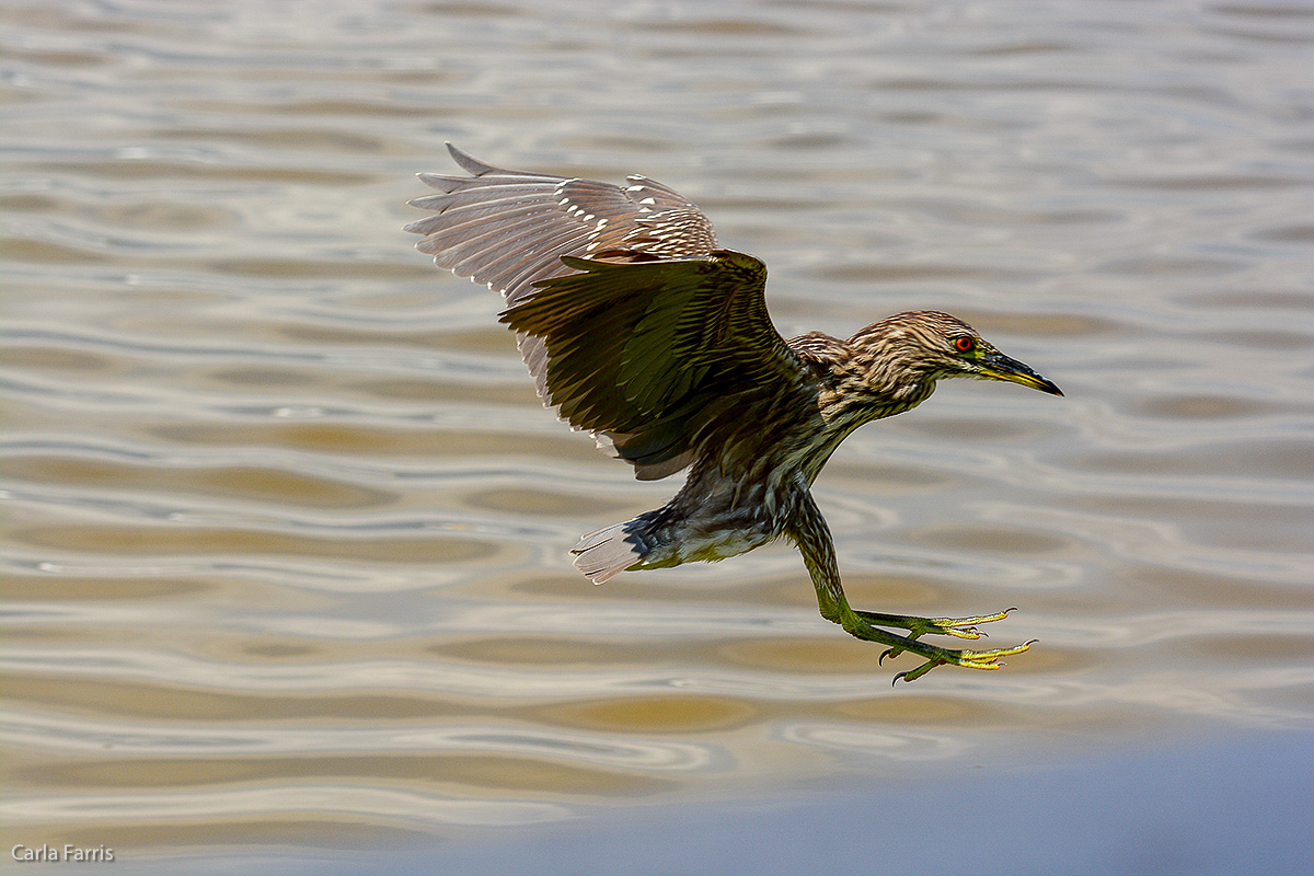 Black Crowned Night Heron