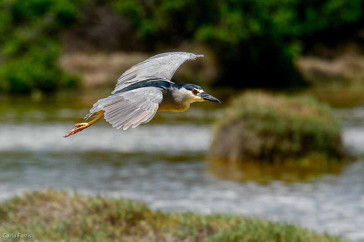 Black Crowned Night Heron