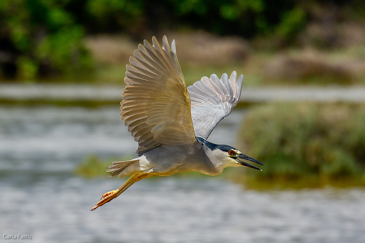 Black Crowned Night Heron