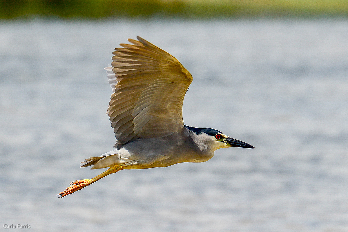 Black Crowned Night Heron