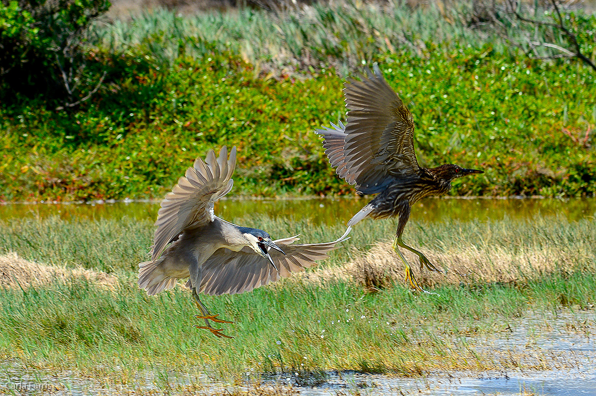 Black Crowned Night Heron