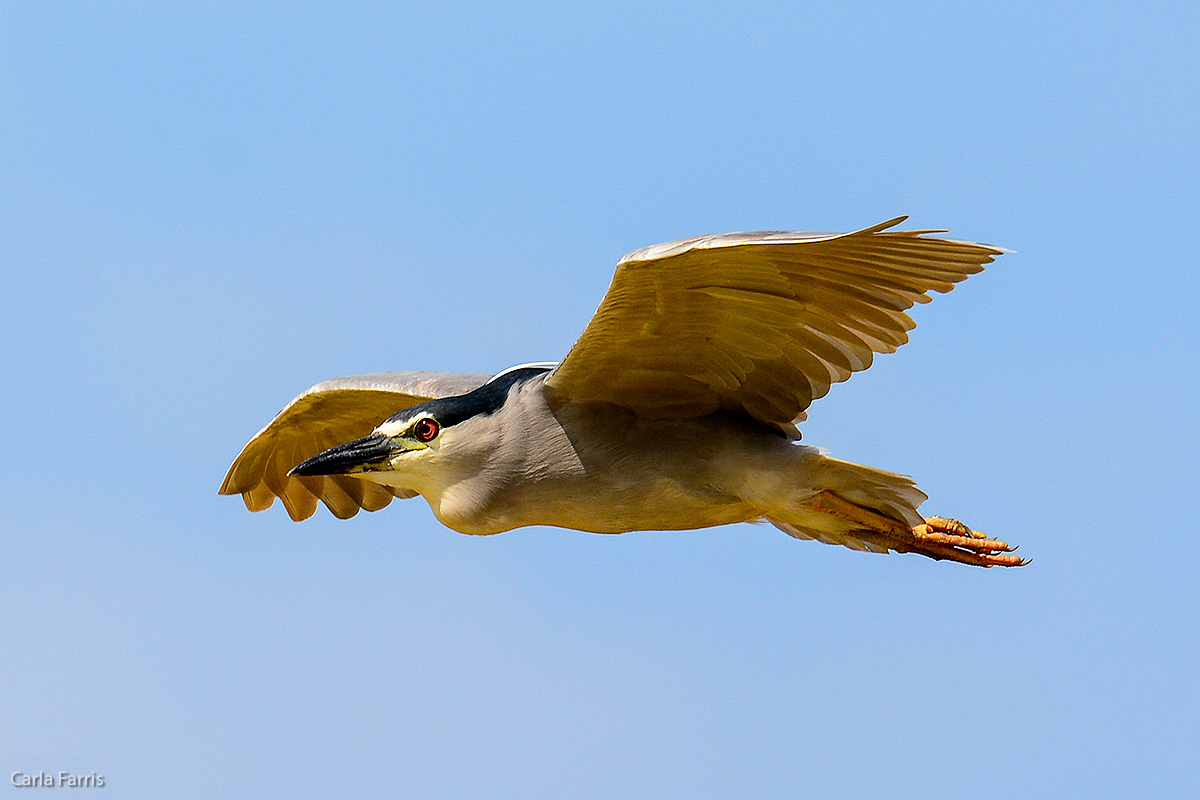 Black Crowned Night Heron