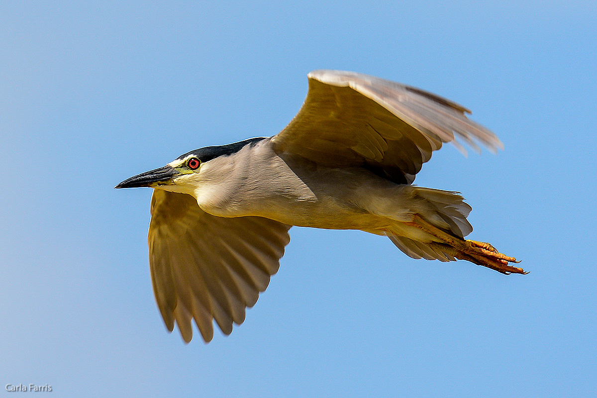 Black Crowned Night Heron