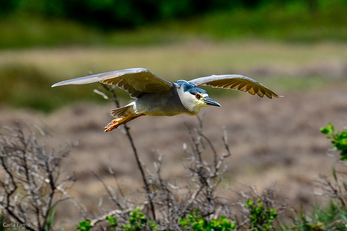 Black Crowned Night Heron