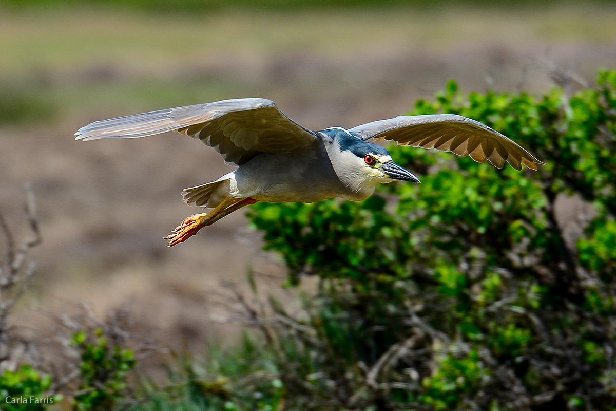 Black Crowned Night Heron