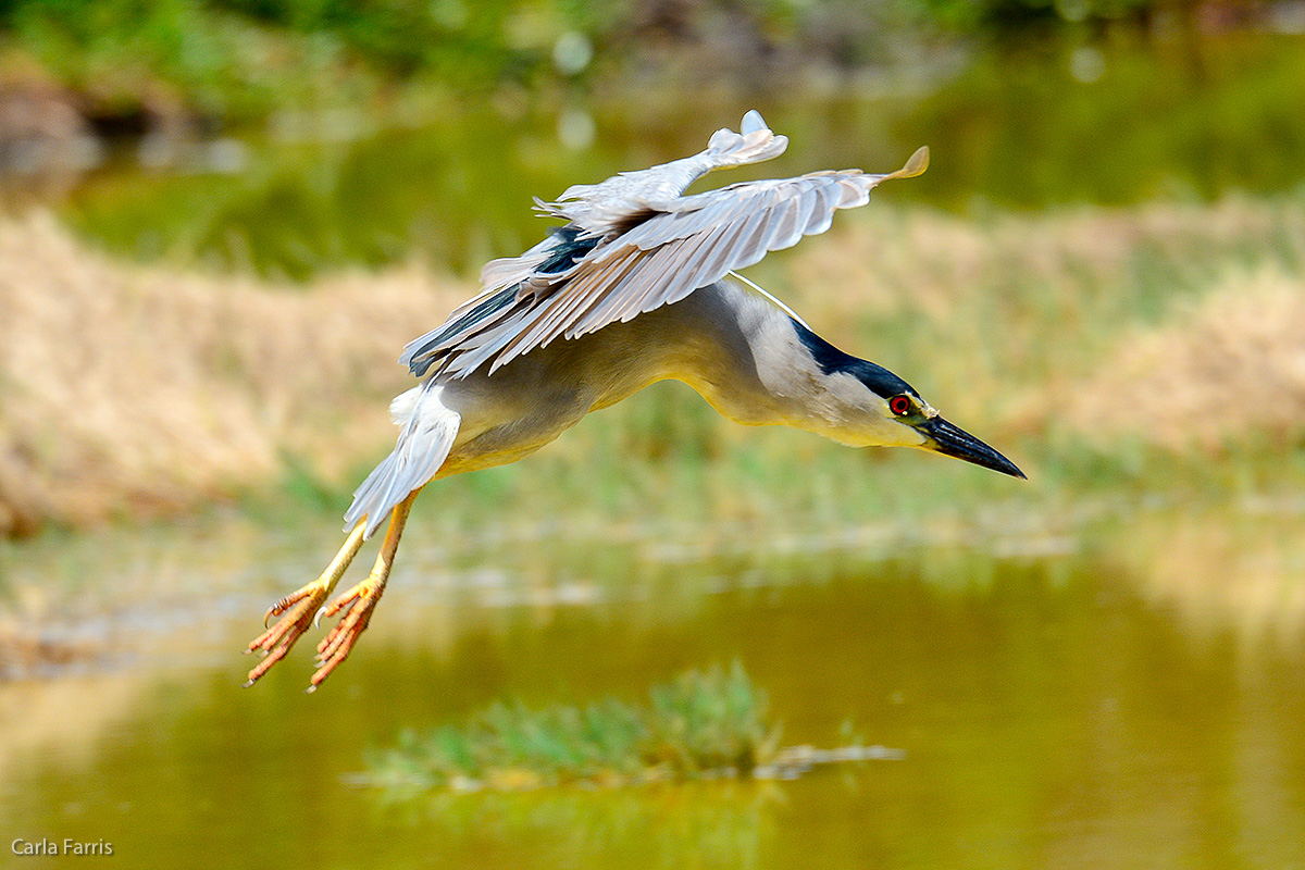 Black Crowned Night Heron