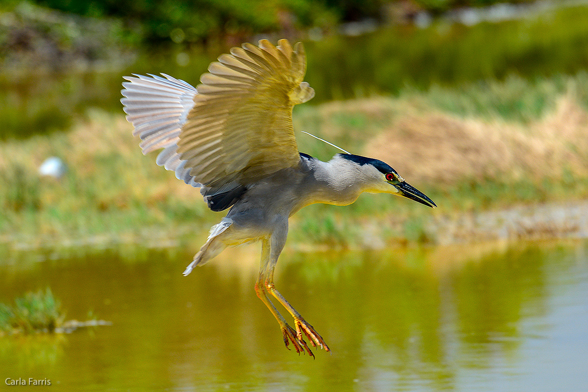 Black Crowned Night Heron