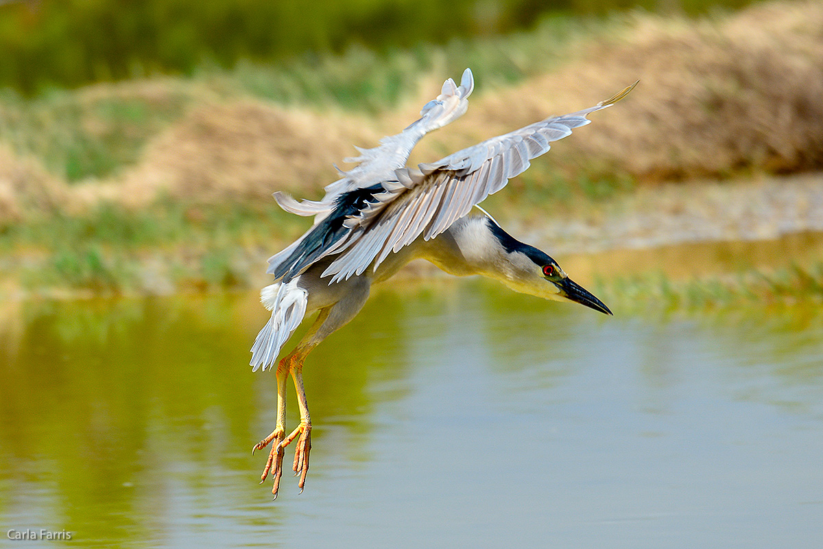 Black Crowned Night Heron