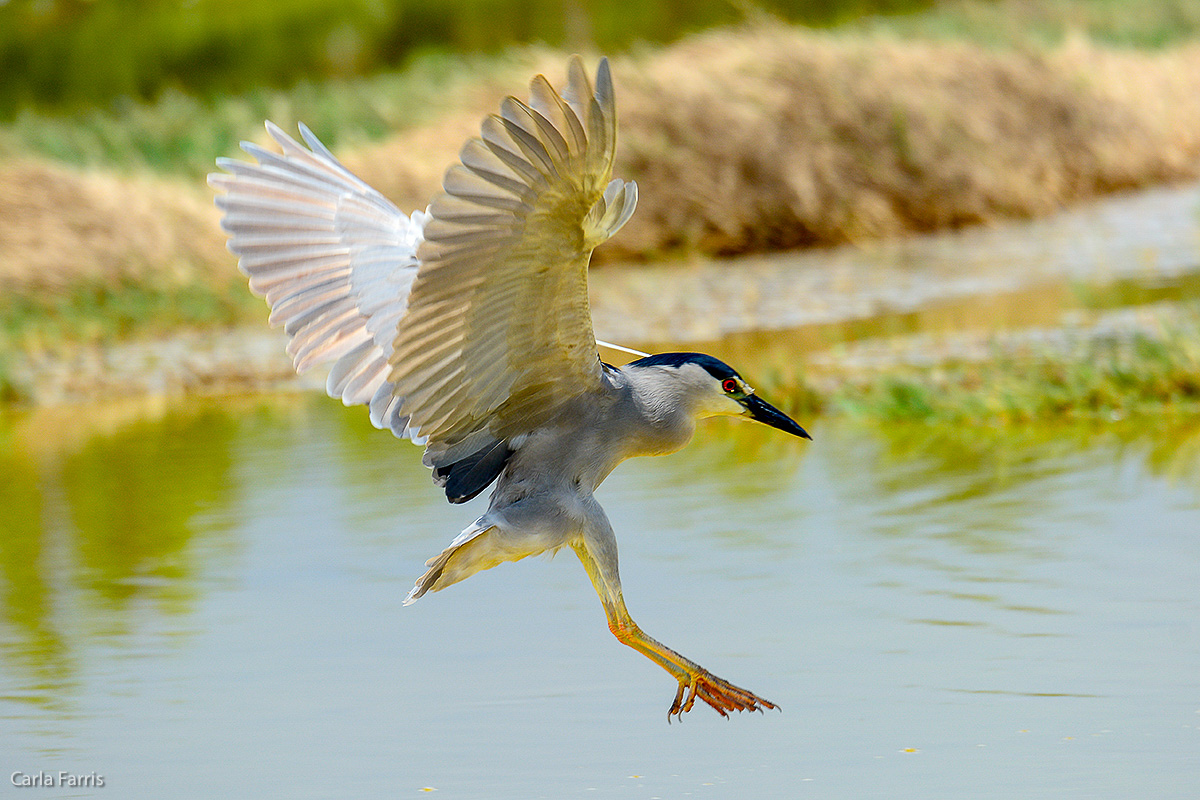 Black Crowned Night Heron