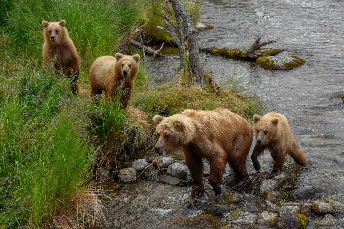 132 and her 3 cubs