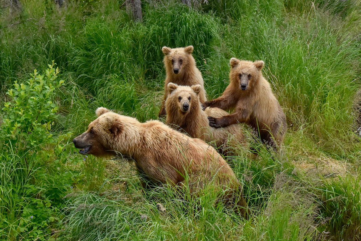 132 and her 3 cubs