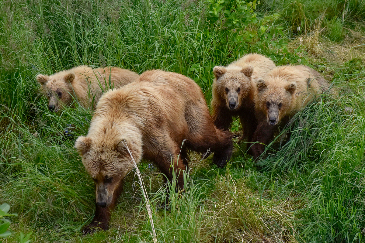 132 and her 3 cubs