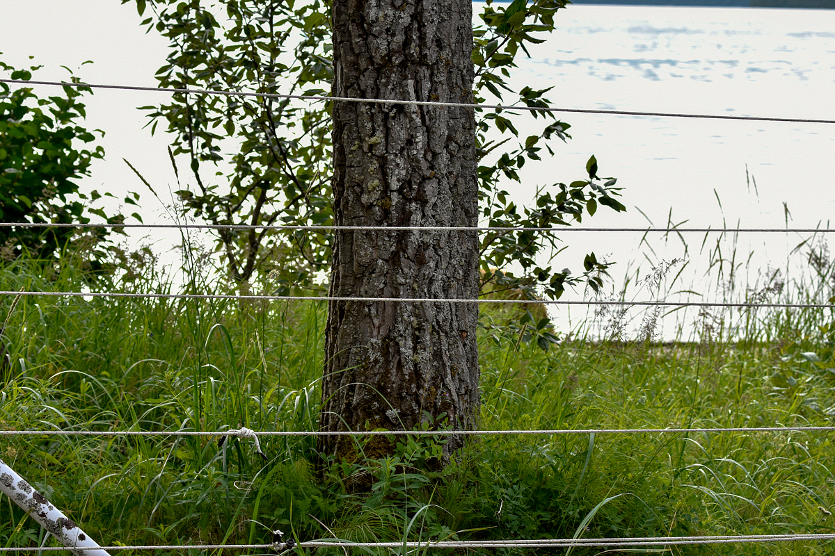 Electric Fence around Campground