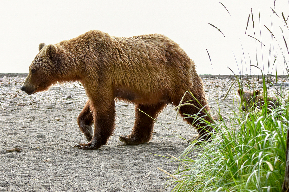 Bear 402 & cubs