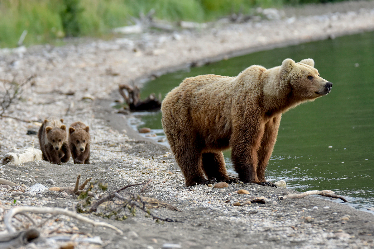 Unkwown Bear & 3 Spring Cubs