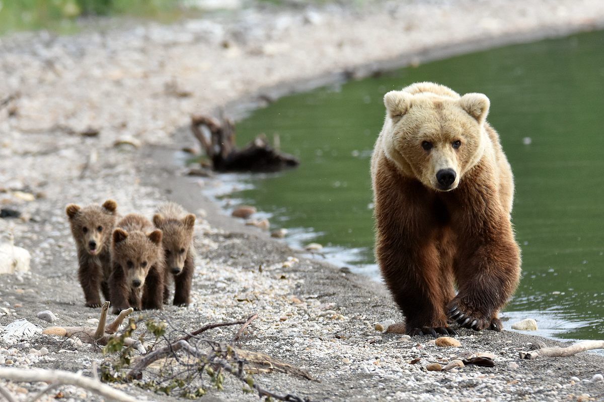 Unkwown Bear & 3 Spring Cubs